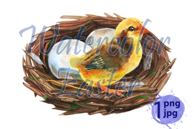 Hand drawn watercolor art bird nest with eggs and chicken