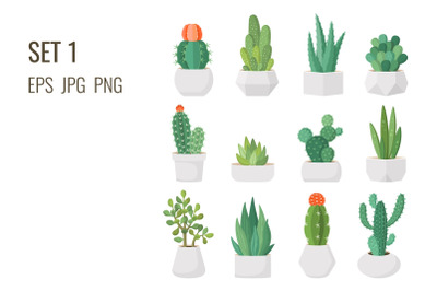 Cacti and succulents in pots