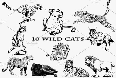 Wild cat family. Vector illustration