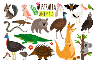 Australian animals. Vector animal icons of Australia, kangaroo and koa