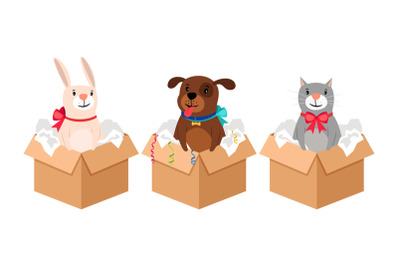 Pets in boxes