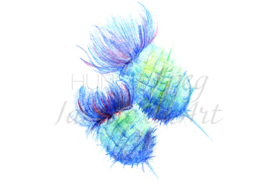 Thistle delicate watercolor painting with white background