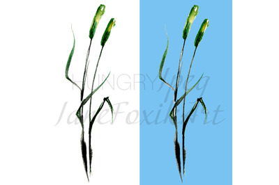 Isolated illustration of cattail plant hand drawn in chinese technique