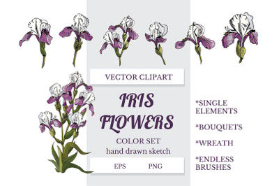 Hand drawn ink sketch of iris flowers. Color vector elements