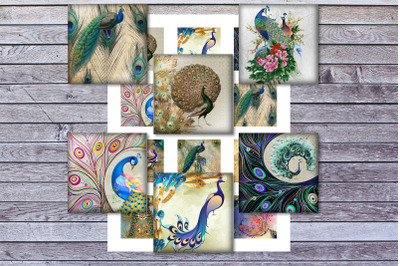 Birds Feather&2C;Peafowl&2C;Colorful Birds