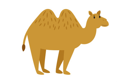 Camel. Cartoon vector caravan camel character on white