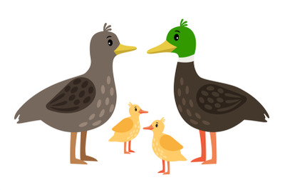 Duck family. Vector mother duck, drake and little ducklings isolated o