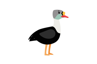 Eider cute cartoon bird