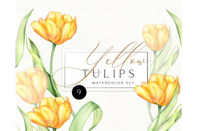 Watercolor Pink Tulips individual PNG clipart. Spring flowers clip art