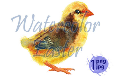 Watercolor illustration of yellow chicken with brown spots