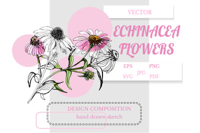 Design composition of hand drawn sketch of echinacea flowers