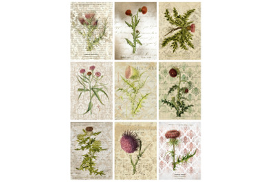 9 Vintage Botanical Thistles Ephemera Collage
