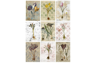 9 Vintage Botanical Crocus Ephemera Collage