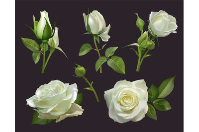 Realistic roses bouquet. White rose flowers with leaves, floral roses