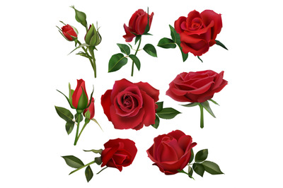 Realistic decorative roses bouquet. Floral red roses bouquets, flowers