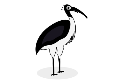 Ibis black white bird