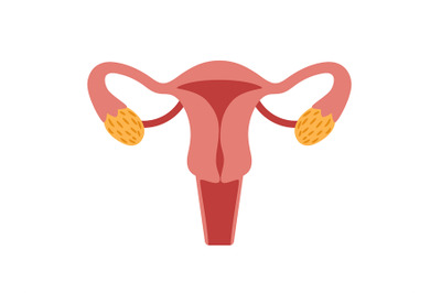 Female reproductive system for childbearing. Vector illustration