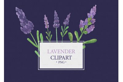 Lavender clipart
