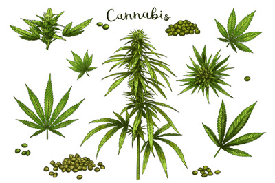 Color hand drawn cannabis. Green hemp plant seeds, sketch cannabis lea