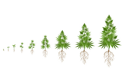 Hemp plant growth cycle. Cannabis cultivation, planting marijuana seed