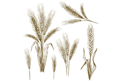 Hand drawn wheat ear. Sketch grain, wheat spikes and bakery grains vec