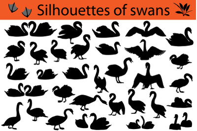 Silhouettes of swans