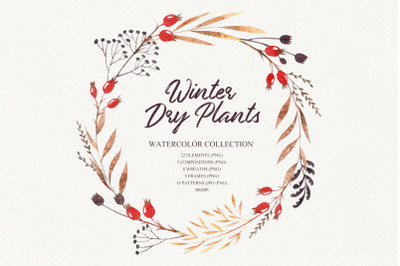 Winter dry plants
