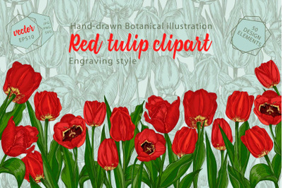 Red tulips vector clipart