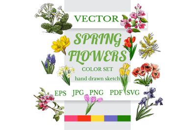 Hand drawn spring flowers. Color vector clipart.
