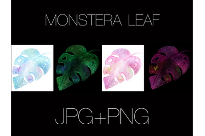 Monstera leaf watercolor painting, isolated illustration