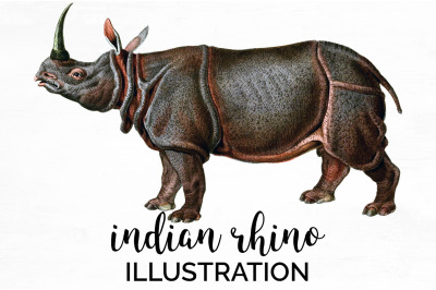 Rhino Rhinoceros Clipart