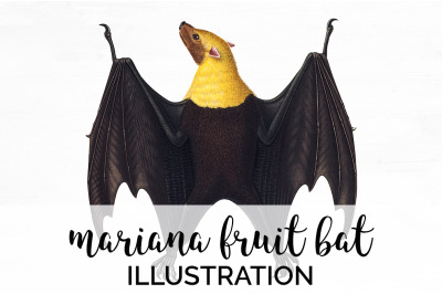 Bat Clipart