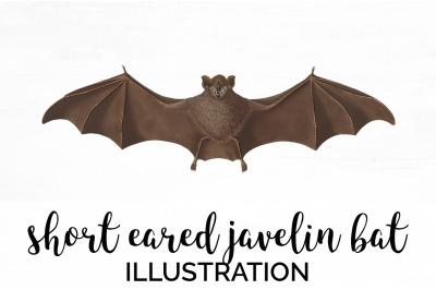 Bat Clipart