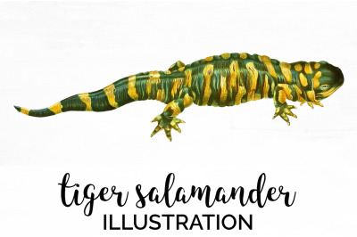 Salamander Clipart