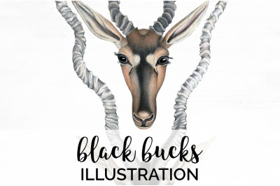 Bucks Deer Clipart