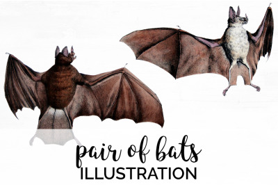 Bat Clipart