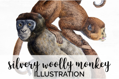 Monkey Clipart