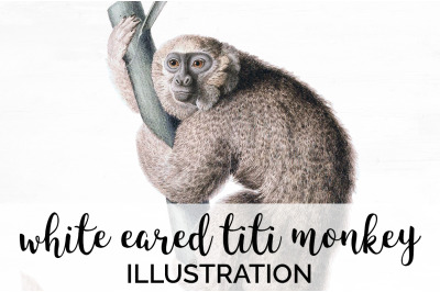 Monkey Clipart