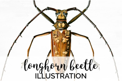 Beetle Insect Clipart