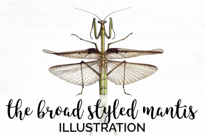 Mantis Insect Clipart