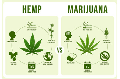 Hemp vs Marijuana infographics. Cannabis leaf&2C; low and hight THC vecto