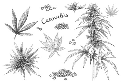 Cannabis hand drawn. Hemp seeds, leaf sketch and cannabis plant vector