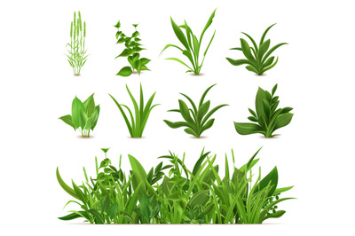 Green realistic spring grass. Fresh plants, garden seasonal growth gra