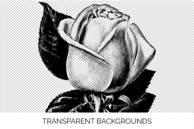 Rose Black and White Clipart