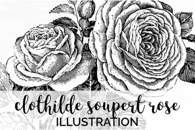 Rose Black and White Clipart