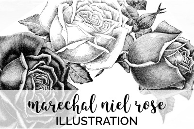 Rose Black and White Clipart