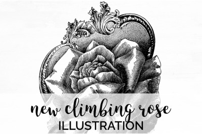 Flowers - New Climbing Rose Vintage Clipart Graphics