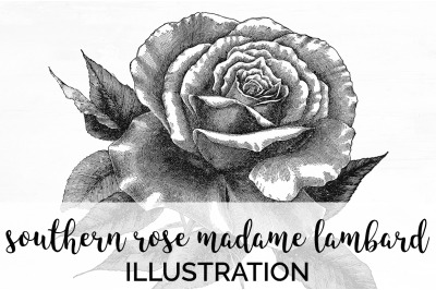 Rose Black and White Clipart