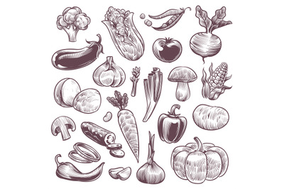 Sketch vegetables. Healthy foods natural vegetable, organic broccoli,