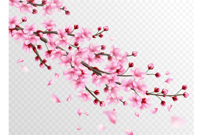 Realistic sakura. Beautiful sakura branches with pink flowers and fall